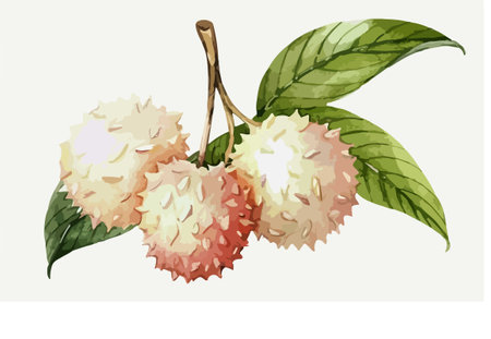 Illustration of fresh ripe lychee on a white background.のイラスト素材