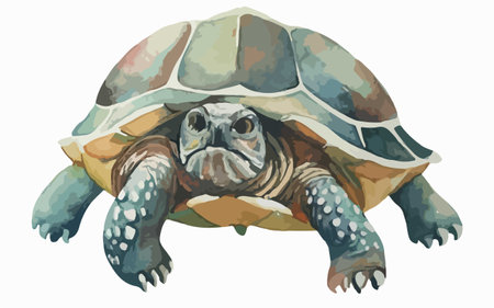Watercolor illustration of a tortoise, isolated on a white backgroundのイラスト素材