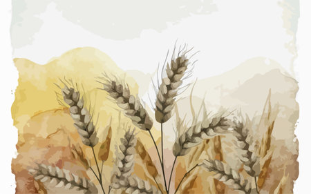 Illustration of wheat ears in watercolor style. Vector illustration.のイラスト素材