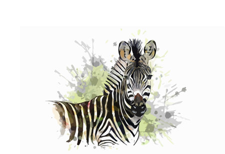 Watercolor illustration of a zebra with a cub on a white backgroundのイラスト素材