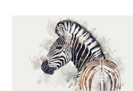 Watercolor portrait of a zebra on a white background. Vector illustrationのイラスト素材