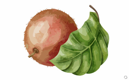 Kiwi with leaf isolated on white background. Vector illustration.のイラスト素材