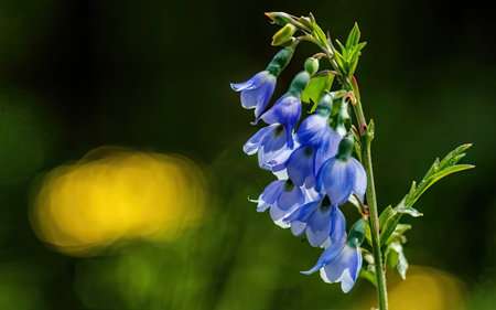 Close up of a blue bellflowers in bloom in the forestの素材