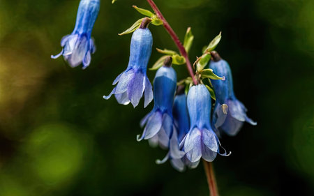 Bluebells - Latin name - Hyacinthoides non-scriptaの素材