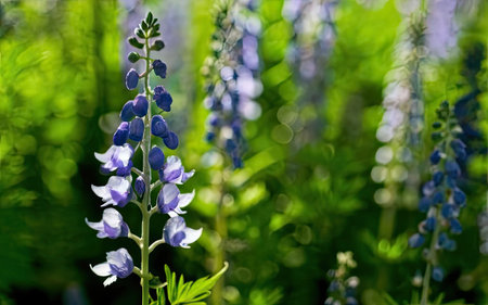 Blue lupine flowers in the garden. Selective focus.の素材