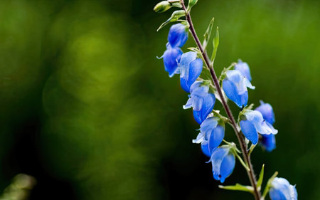 Close up of blue flower in the forest. Shallow depth of fieldの素材