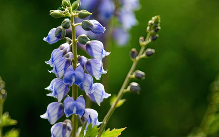 Beautiful blue flowers in the garden close-up macro photography.の素材