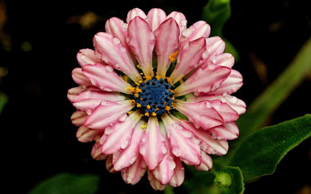 Close up of a pink daisy with water drops on petalsの素材