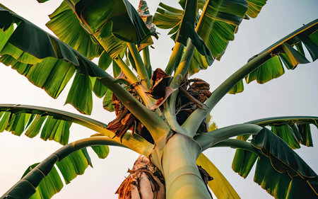 Banana tree in the garden at sunset time. Tropical nature background.の素材