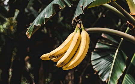Bunch of bananas on a tree in the garden. Selective focus.の素材
