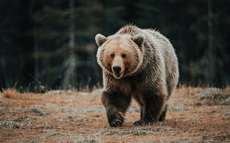 Brown bear walking in the autumn forest. Scientific name: Ursus arctos.の素材