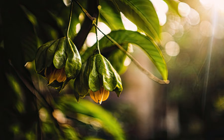 Cacao fruit on tree in morning light. (Cacao flower)の素材