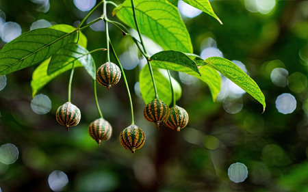 Branch of a tree with green leaves and fruit on it.の素材