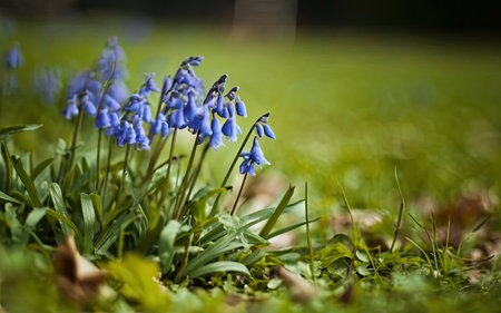 Bluebells growing in a meadow in spring. Shallow depth of field.の素材