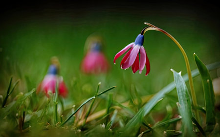 snowdrop flowers on green grass with bokeh background.の素材