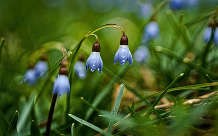 Close up of blue snowdrops (Scilla siberica) growing in the grassの素材