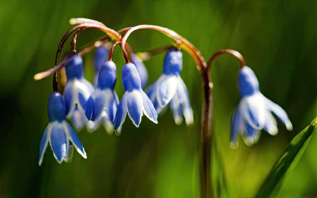 Close up of blue snowdrops (Scilla siberica)の素材