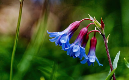 Bluebells - Latin name - Polygonum officinalisの素材