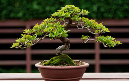 Bonsai tree in a pot on a table in the gardenの素材