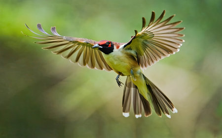 Red-throated Bee-eater (Luscinia caerulea) in flightの素材