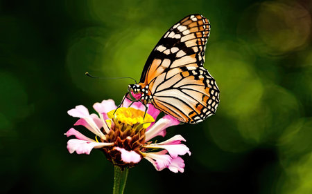 Butterfly on flower in the garden,butterfly on flowerの素材