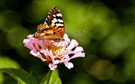 Butterfly on a flower in the garden with green background.の素材
