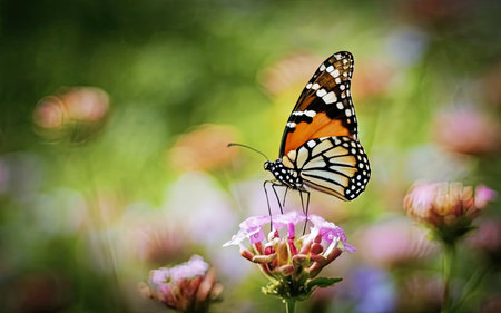 Butterfly on a pink flower in the garden with blurred backgroundの素材
