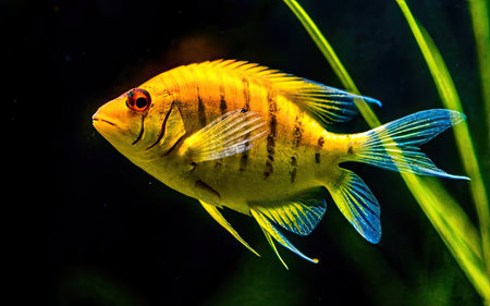 Yellow discus fish swimming in an aquarium with green plants and waterの素材