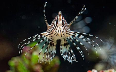 Lionfish swimming in the aquarium, close-up view.の素材