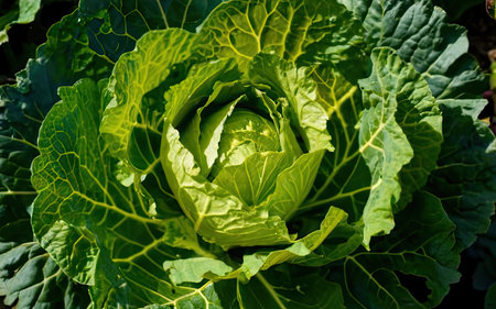 Cabbage in the garden. Green cabbage. Cabbage in the garden.の素材