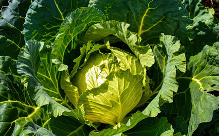 Cabbage in the garden. Green cabbage growing in the garden.の素材