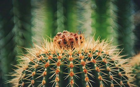 Close up of cactus with shallow depth of field. Selective focus.の素材