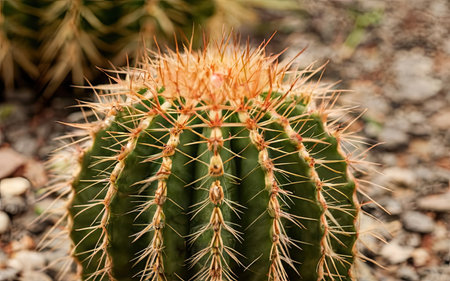Cactus in the botanical garden. Close-up. Selective focus.の素材