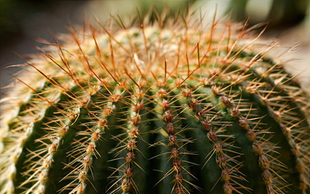 Cactus close-up, selective focus, shallow depth of fieldの素材