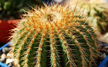 cactus in the pot at the market, closeup of photoの素材