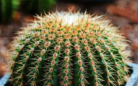 Cactus in botanic garden, closeup of cactus.の素材
