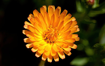 Calendula officinalis, also known as marigold, Calendula officinalisの素材