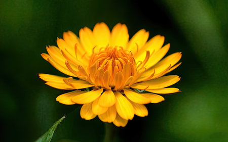 Calendula officinalis, also known as Mexican marigold.の素材
