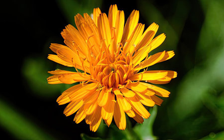 Calendula officinalis, calendula officinalisの素材