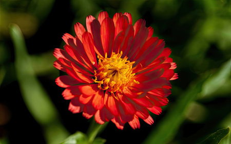 Beautiful red zinnia flower with bee on green background.の素材