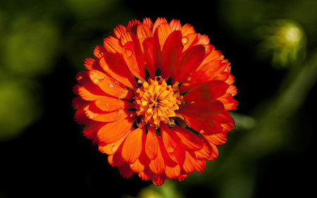 Zinnia elegans is a genus of flowering plants in the sunflower family.の素材