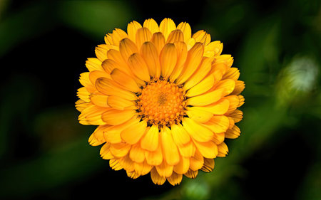 Calendula officinalis, commonly known as marigold.の素材
