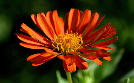 Zinnia elegans is a genus of flowering plants in the sunflower family Asteraceae.の素材