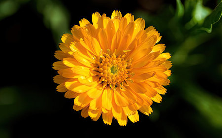 Close up of Calendula officinalis flower in the gardenの素材