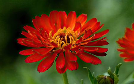 Zinnia elegans is a genus of flowering plants in the sunflower family Asteraceae.の素材