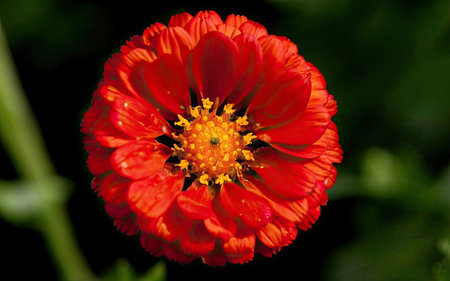 Red Zinnia flower on green background. Zinnia elegansの素材