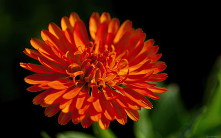 Close up of orange zinnia flower on a dark background.の素材