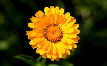 Calendula officinalis, commonly known as marigold or calendula officinalisの素材