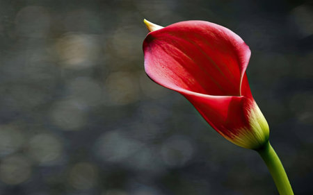 Beautiful red calla lily flower on a dark background.の素材