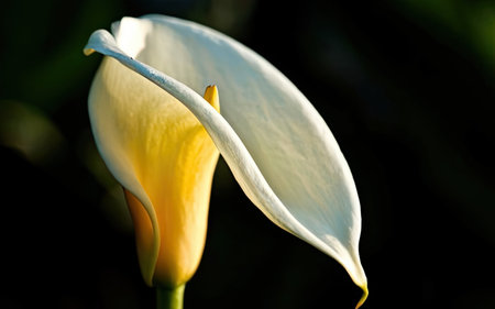Calla lily, Calla lily, Calla lilyの素材